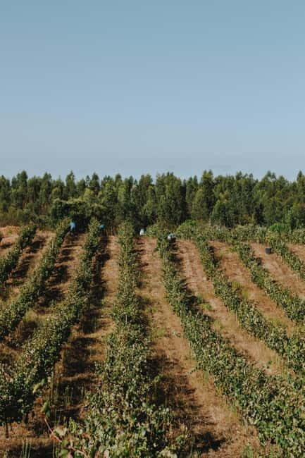 Tomar: Lunch among the vineyards - The Experience Provider & Practical Details