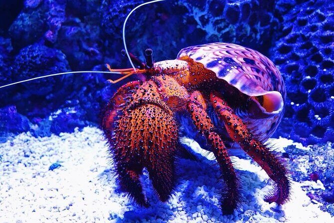 Tomb of the Pharaohs and Cairns Aquarium Combo - An In-Depth Look at the Tour Experience