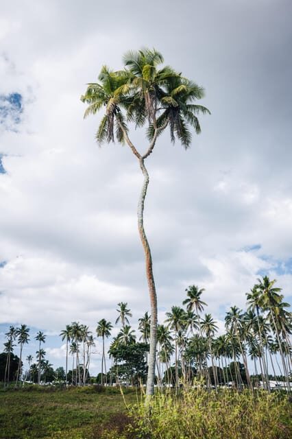 TONGATAPU ISLAND TOUR- Takeaway Tonga and You - Who Should Consider This Tour?