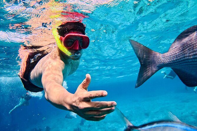 Top Experience: Snorkel Tour & All Inclusive Beach Club - Key Points