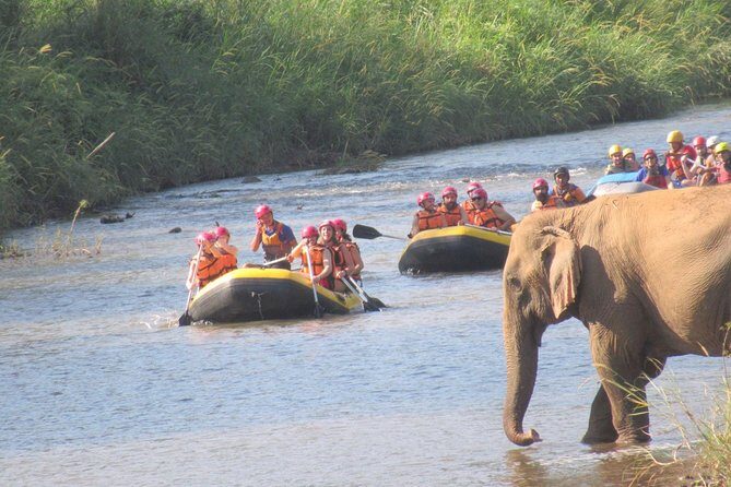 Top Pick - Full or Half Day @Elephant in Wild Sanctuary ChiangMai - Final Thoughts