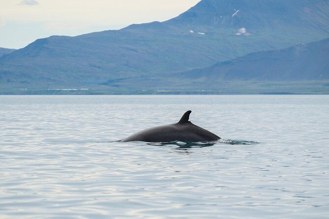 Top-Rated Snorkeling in Silfra & Whale Watching | Self-Drive from Reykjavik - An In-Depth Look at the Tour Experience