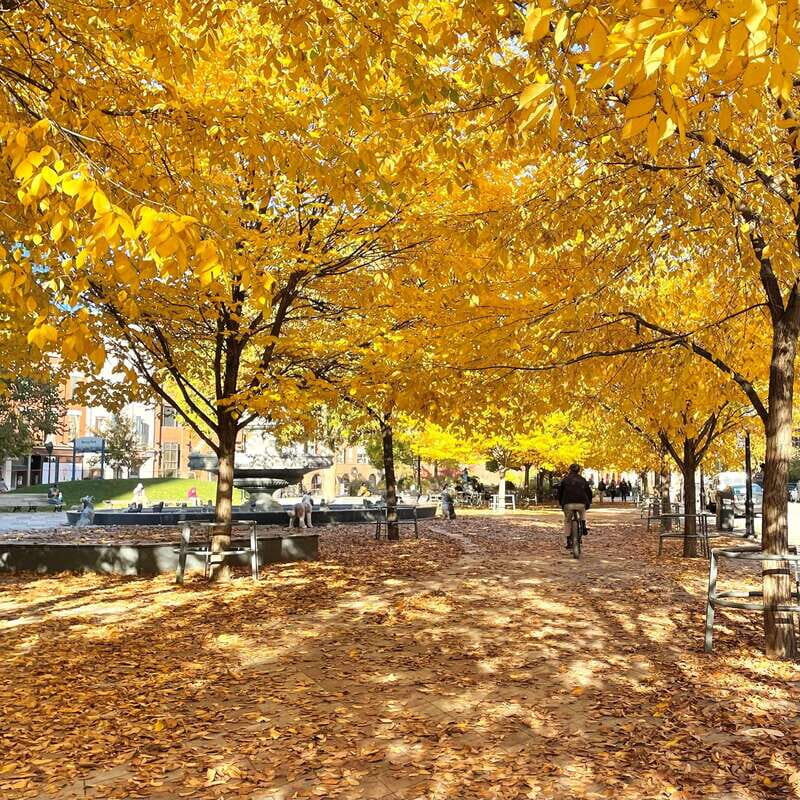 Toronto: City Walking Tour - What Makes This Tour Stand Out?