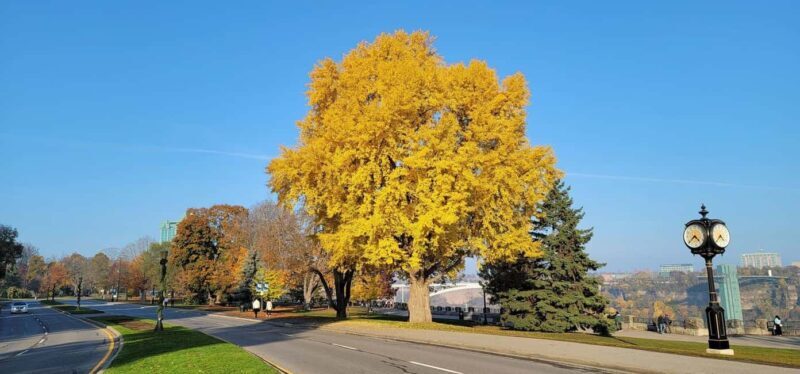 Toronto: Niagara Falls & NOTL Heritage Town Guided Day Tour - Who Should Consider This Tour?