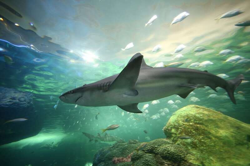 Toronto: Ripley's Aquarium of Canada Entry Ticket - The Value of Your Ticket