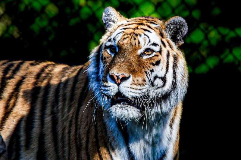 Toronto: Toronto Zoo Entry Ticket - FAQ