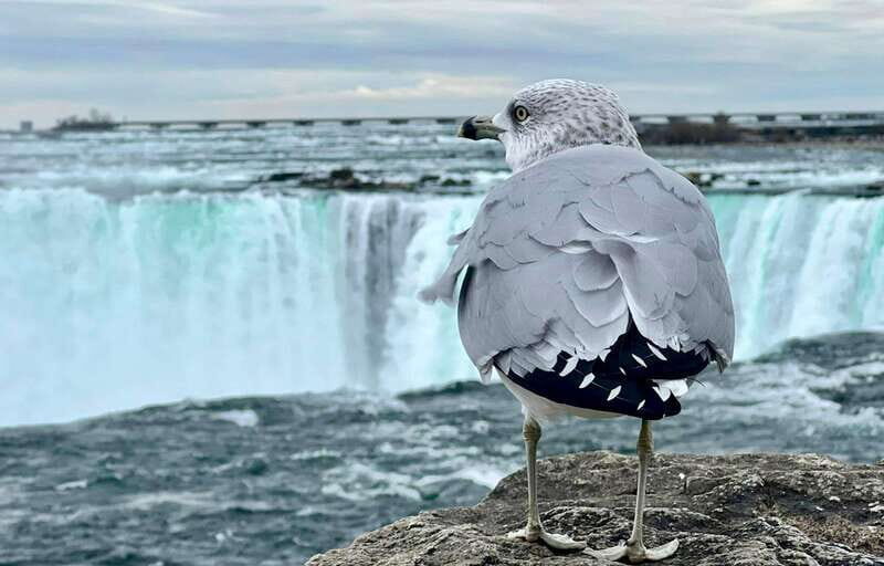 Toronto: Winter Niagara Falls Tour with Attractions Package - Final Thoughts: Who Is This Tour Best For?