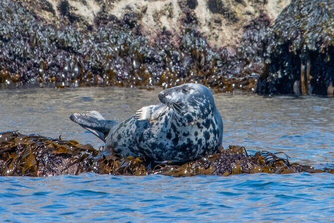 Torquay Coastal RIB Seafari - Value and Overall Experience