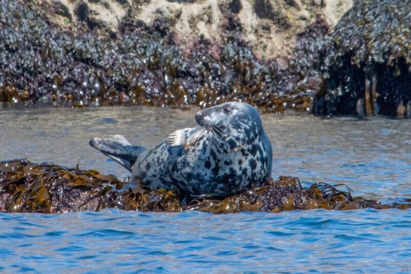 Torquay: High-Speed RIB Boat Ride - Key Points