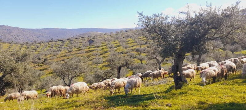 Torre de Moncorvo: Douro Valley Wine Farm & Rural Workshops - Transport, Duration, and Group Size