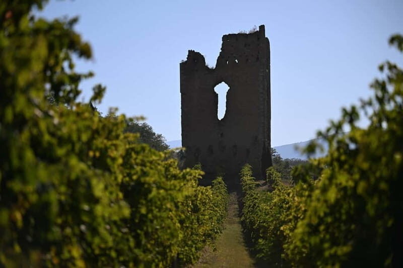 Torre Raone: the tradition of the vineyards - An In-Depth Look at the Torre Raone Experience