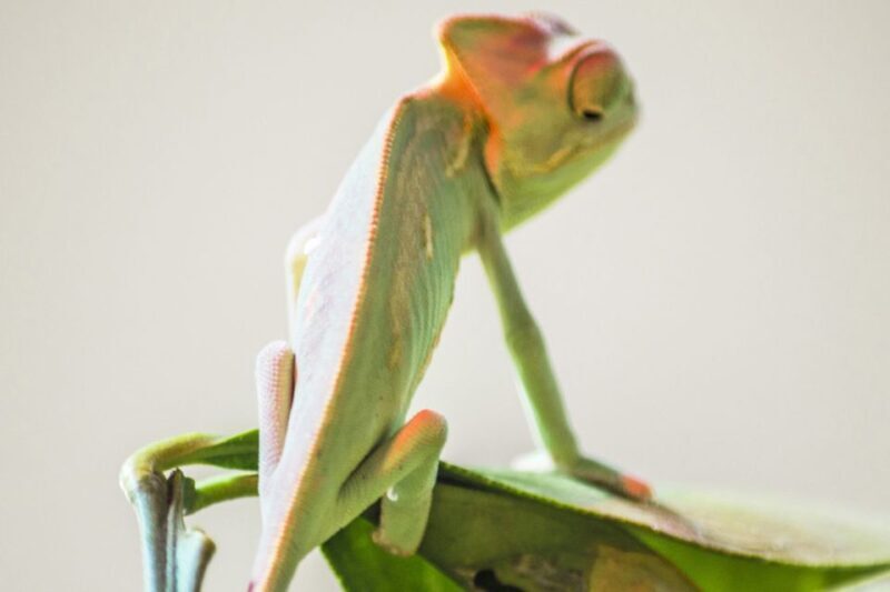 Torremolinos: Crocodile Park Entrance Ticket - Key Points