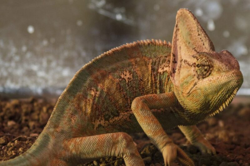 Torremolinos: Crocodile Park Entrance Ticket - Who Will Love This Visit?