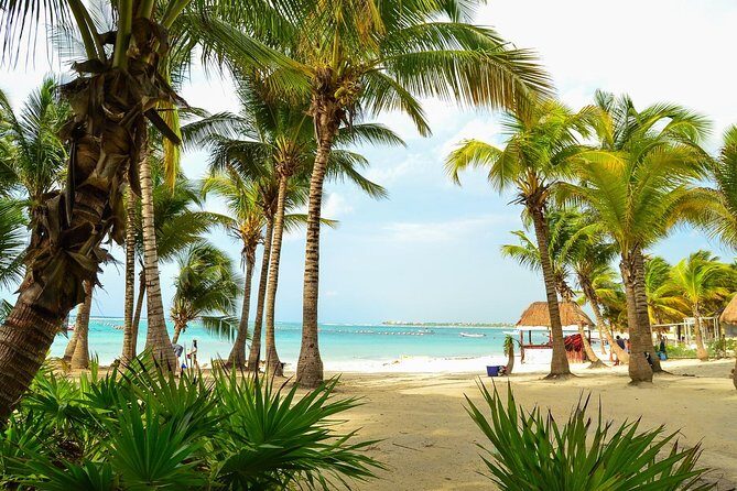 Tortugas & Cenotes Snorkel With Turtles Tour - An In-Depth Look at the Tour