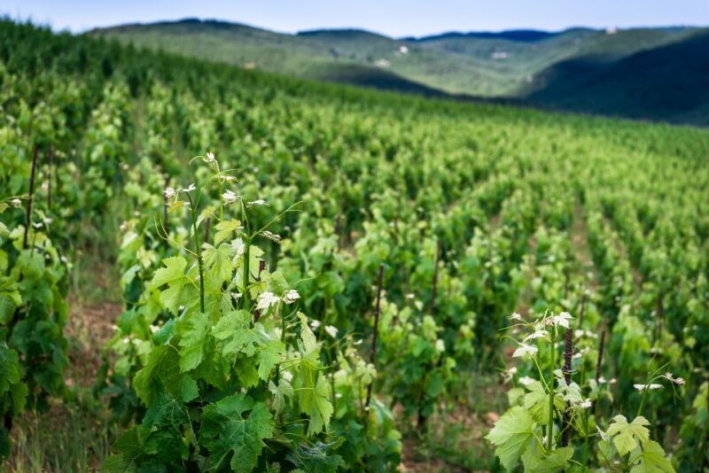 Total Immersion Wine Tour in Chianti - What Reviewers Say About the Experience