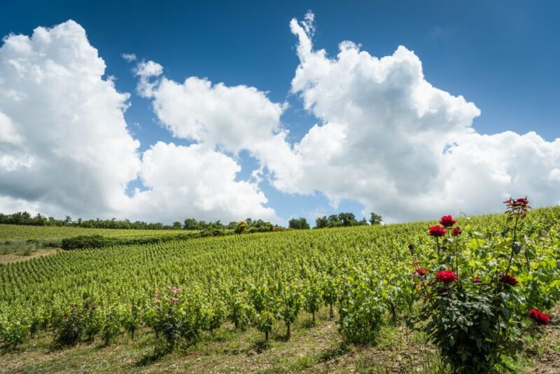 Total Immersion Wine Tour in Chianti - Frequently Asked Questions