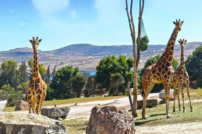 Tour Africam Safari in Puebla - Practical Details