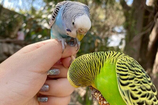 Tour Africam Safari in Puebla - Who Should Consider This Tour?