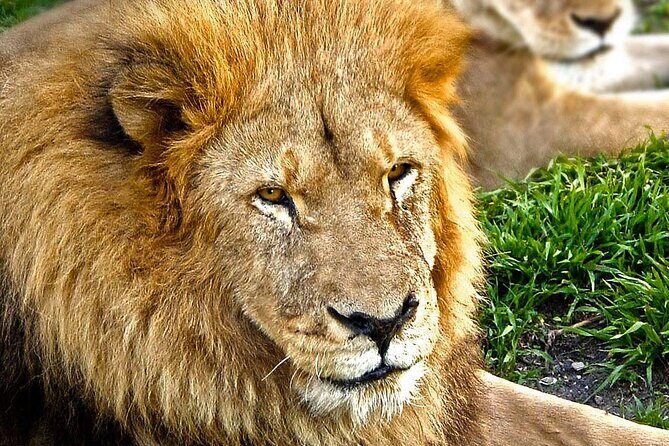 Tour Africam Safari in Puebla - Final Thoughts