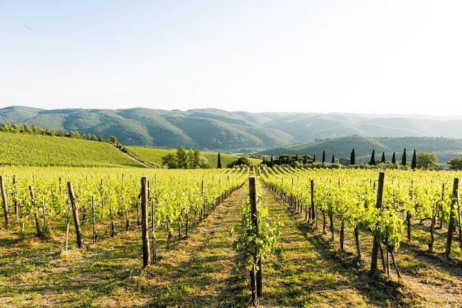 Tour and Tasting at an Organic Winery in the Heart of Chianti Classico Area - Key Points
