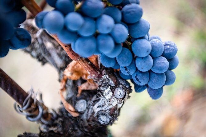 Tour and Tasting at an Organic Winery in the Heart of Chianti Classico Area - Reviews and Guest Insights