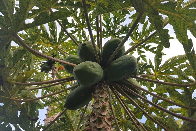 Tour Around the Island - Private VIP Tour in Tenerife - Final Thoughts