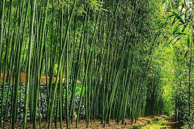 Tour by car with a Kyoto native away off touristya local show you secret places - FAQ