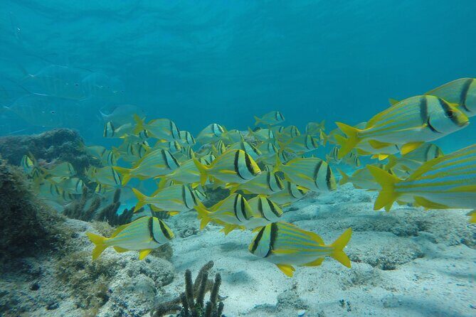 Tour Contoy Magic Island! Round Transportation From Cancun & Playa Del Carmen - First Stop: Isla Contoy and Snorkeling at the Reef