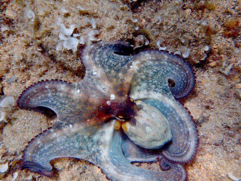 Tour Costa Brava: Coastal Trails, Snorkel, Cliff-Jump & Meal - The Sum Up