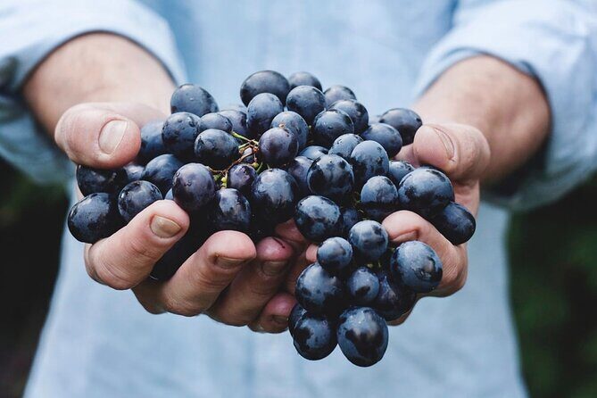 Tour Etna & Wine Tasting - Key Points