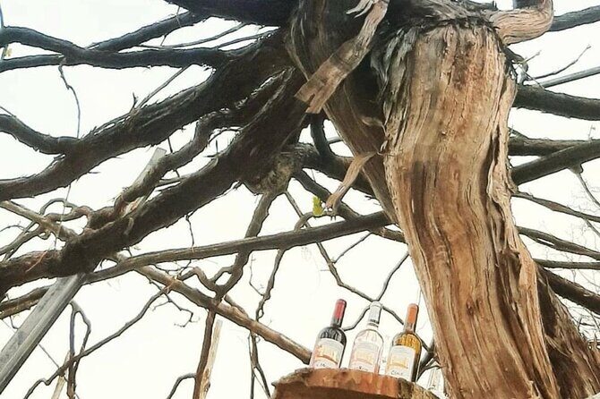 Tour from Napoli to pompei/ercolano: Luxury Tour, Secret Vineyard - An In-Depth Look at the Tour Experience