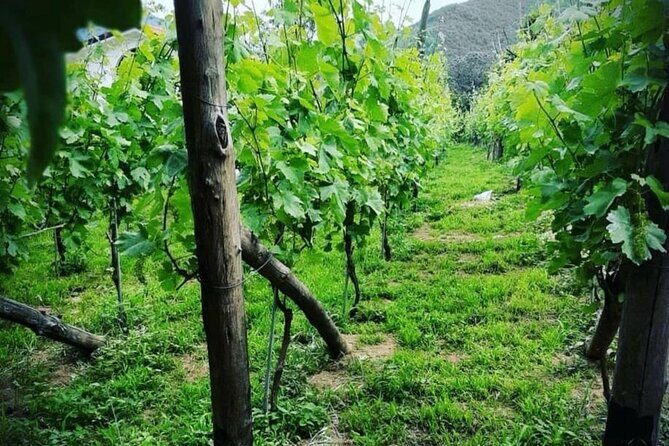 Tour from Napoli to pompei/ercolano: Luxury Tour, Secret Vineyard - Who Will Love This Tour?