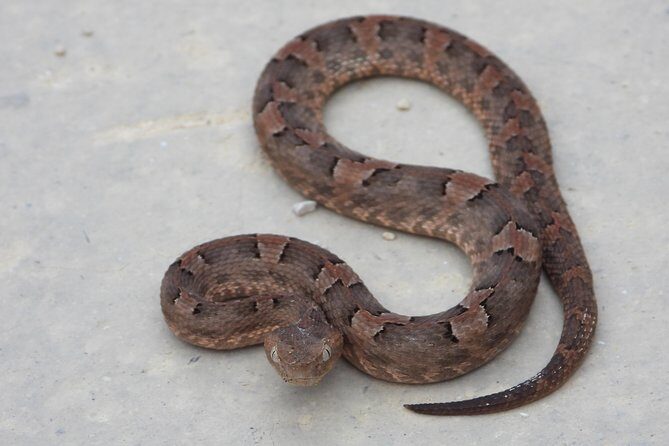 Tour Herpetologico - Reviews and Authentic Feedback