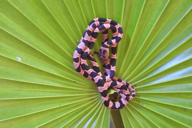 Tour Herpetologico - Practical Tips for Booking and Participation