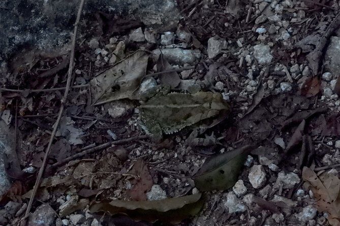 Tour Herpetologico - Who Should Consider This Tour?