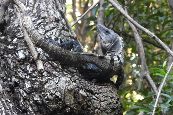 Tour Herpetologico - The Sum Up