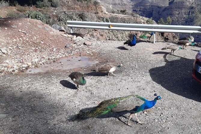 Tour in a real VW 70's Buggy in Gran Canaria 4 People. - Final Thoughts
