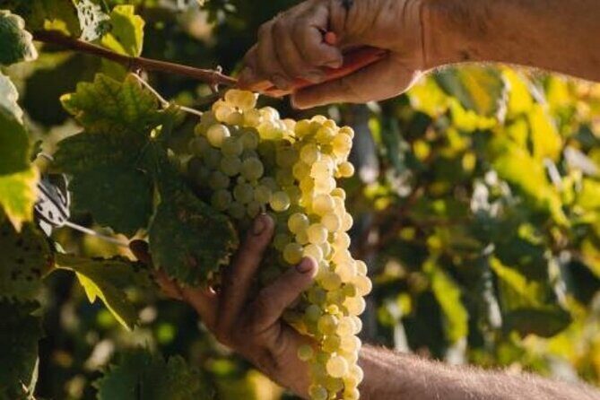 Tour in the Prosecco Hills Tour from Padua - Final Thoughts