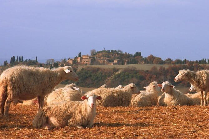 Tour of 900year old secret cellars + tasting of 3 wines and bread with EVO oil - Who Would Love This Tour?