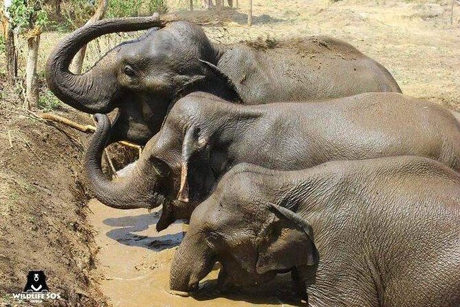 Tour of Elephant Conservation and Bear Rescue Center From Agra - Key Points