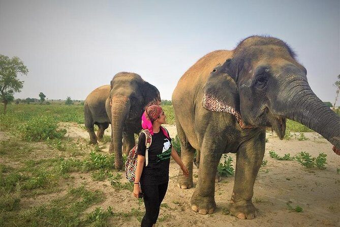 Tour of Elephant Conservation and Bear Rescue Center From Agra - Final Thoughts