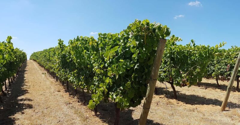 Tour of Évora: Unesco World Heritage Site - Key Points