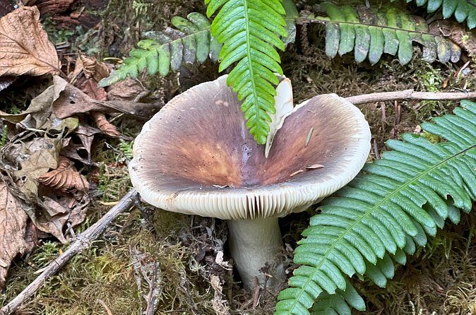 Tour of Fort Clatsop, Youngs River Falls & Warrenton Countryside - Who Should Consider This Tour?