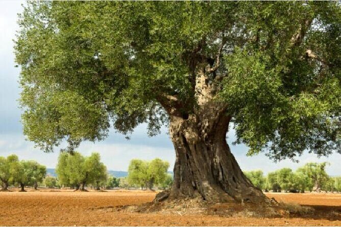 Tour of LOCOROTONDO and ALBEROBELLO departing from Bari - Authenticity & Insider Tips