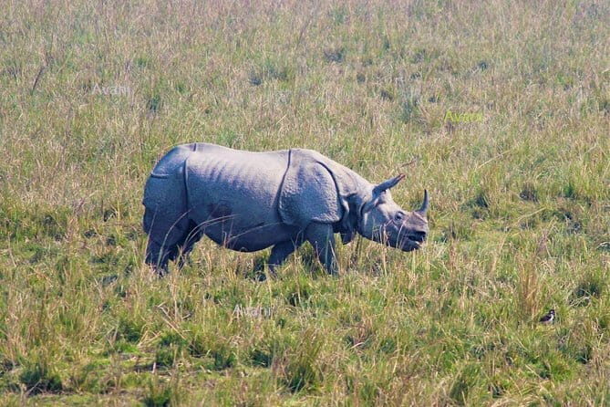 Tour of Pobitora Wildlife Sanctuary from Guwahati with Safari, Lunch and Guide - In The Sum Up