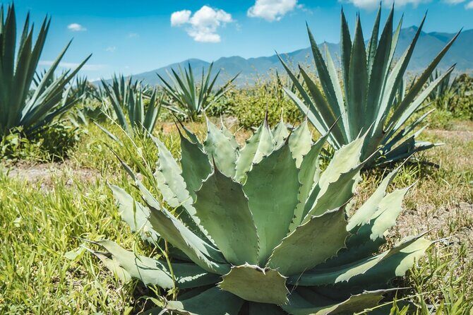 Tour of Puebla and tour of Atlixco (private tour) - An In-Depth Look at the Tour: What to Expect