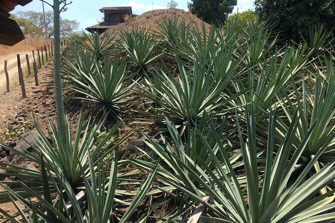 Tour of San Sebastián del Oeste with Lunch - The Practicalities: Transportation, Timing, and Cost