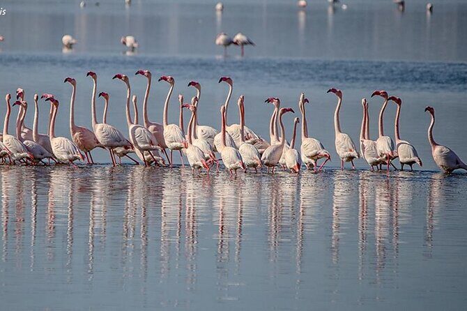 Tour of the Archaeological Area of Nora, entrance fees included - The Guided Tour Experience