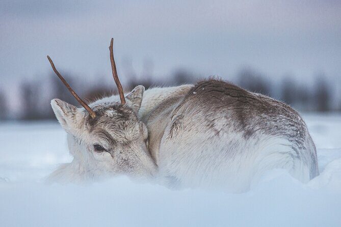 Tour of the authentic fjords of Kvaløya to Sommarøy - An In-Depth Look at the Fjord Tour Experience