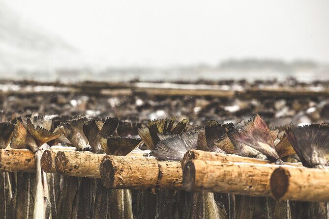 Tour of the authentic fjords of Kvaløya to Sommarøy - The Sum Up